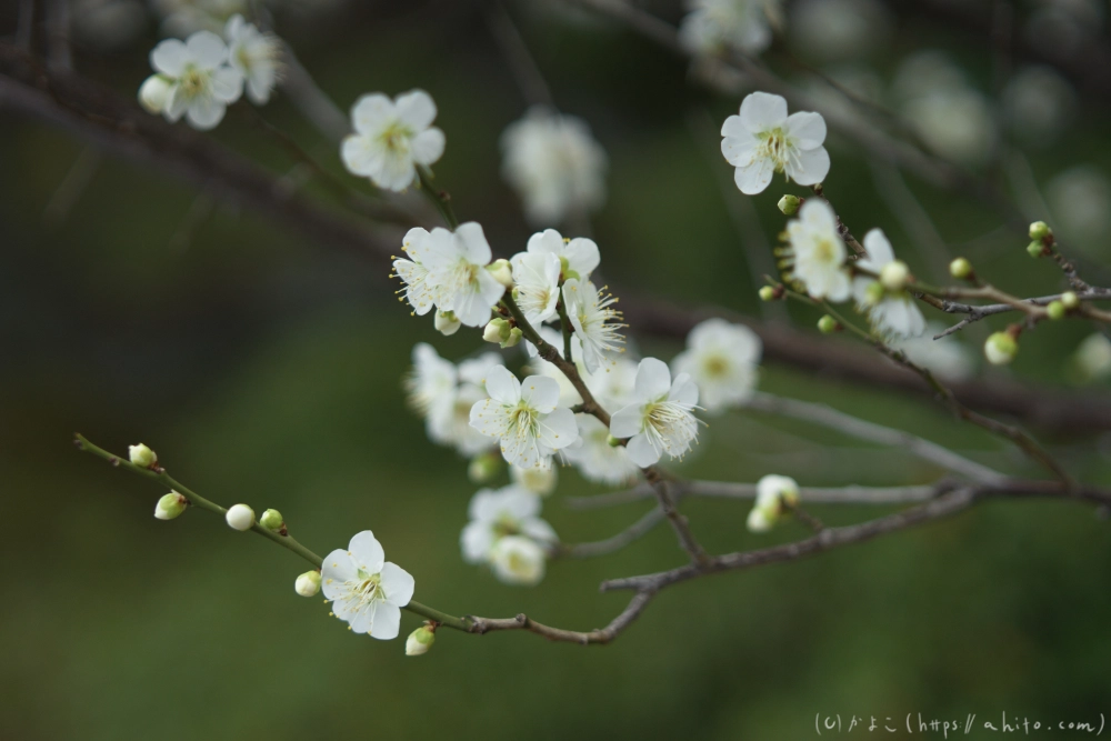 早咲の梅と蝋梅 - 03