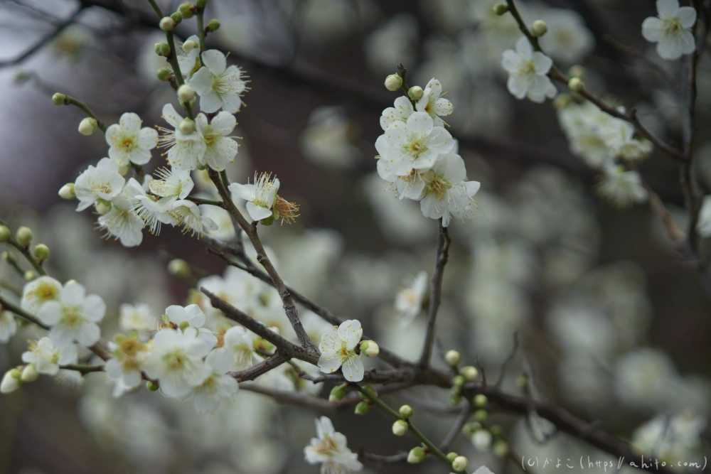 早咲の梅と蝋梅 - 04
