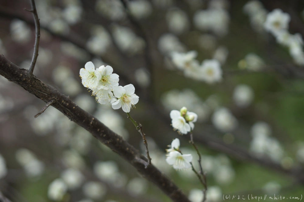 早咲の梅と蝋梅 - 06