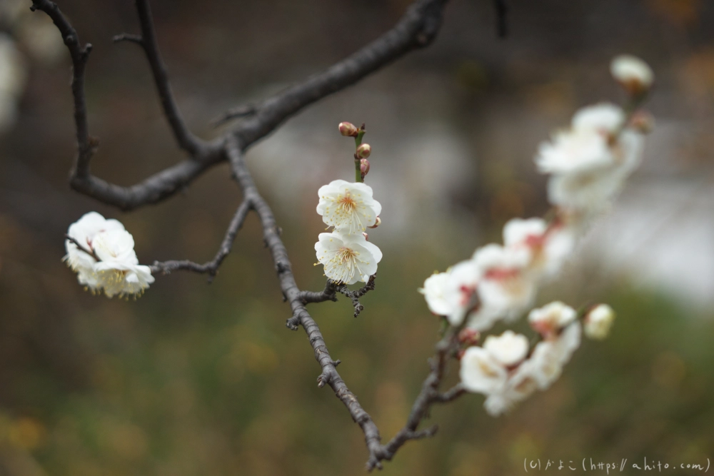 早咲の梅と蝋梅 - 07