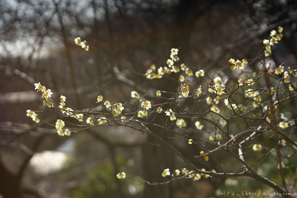 早咲の梅と蝋梅 - 08