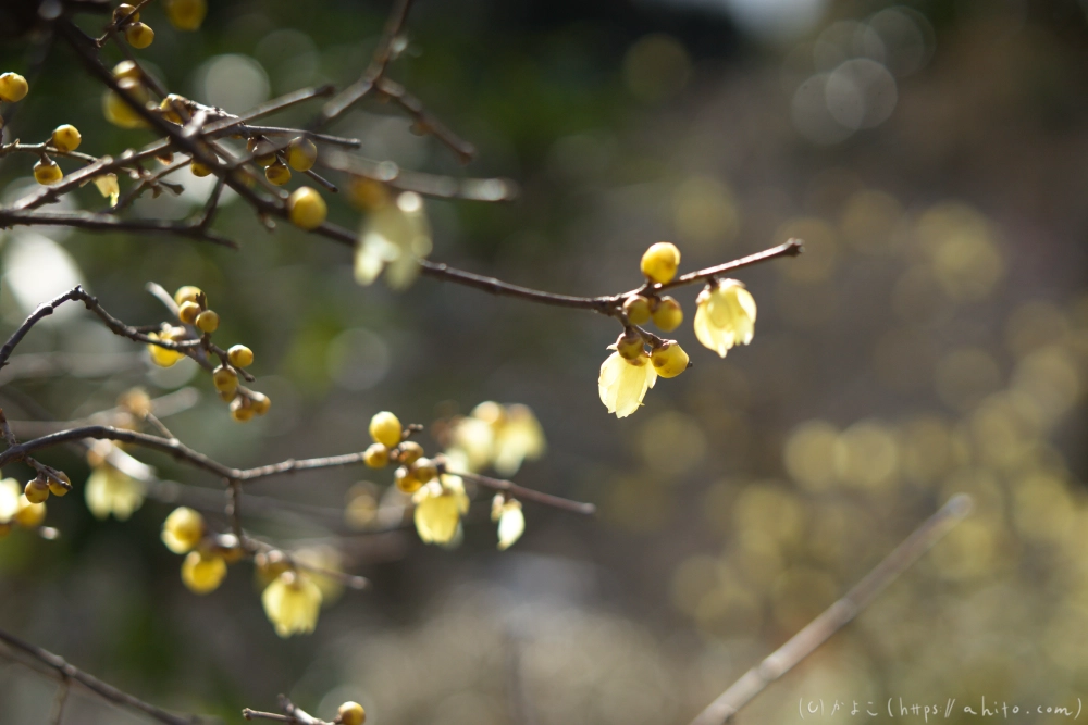 早咲の梅と蝋梅 - 11
