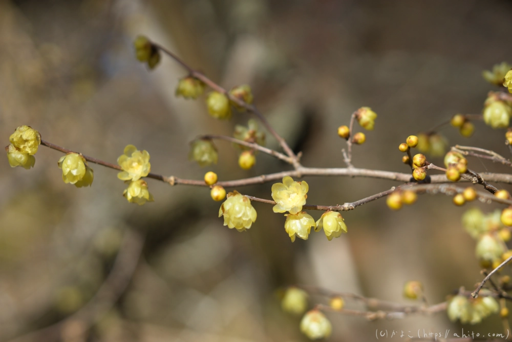 早咲の梅と蝋梅 - 13
