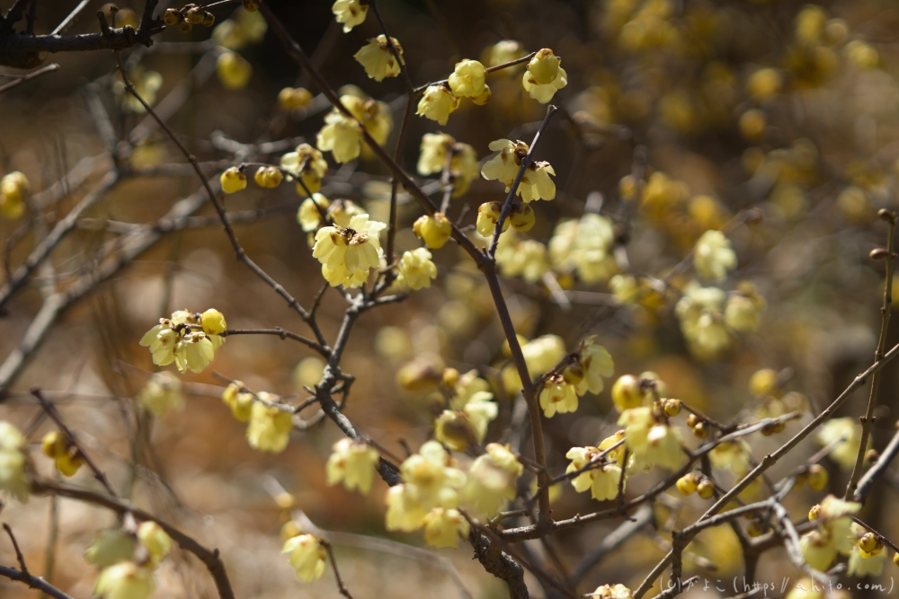 早咲の梅と蝋梅 - 17