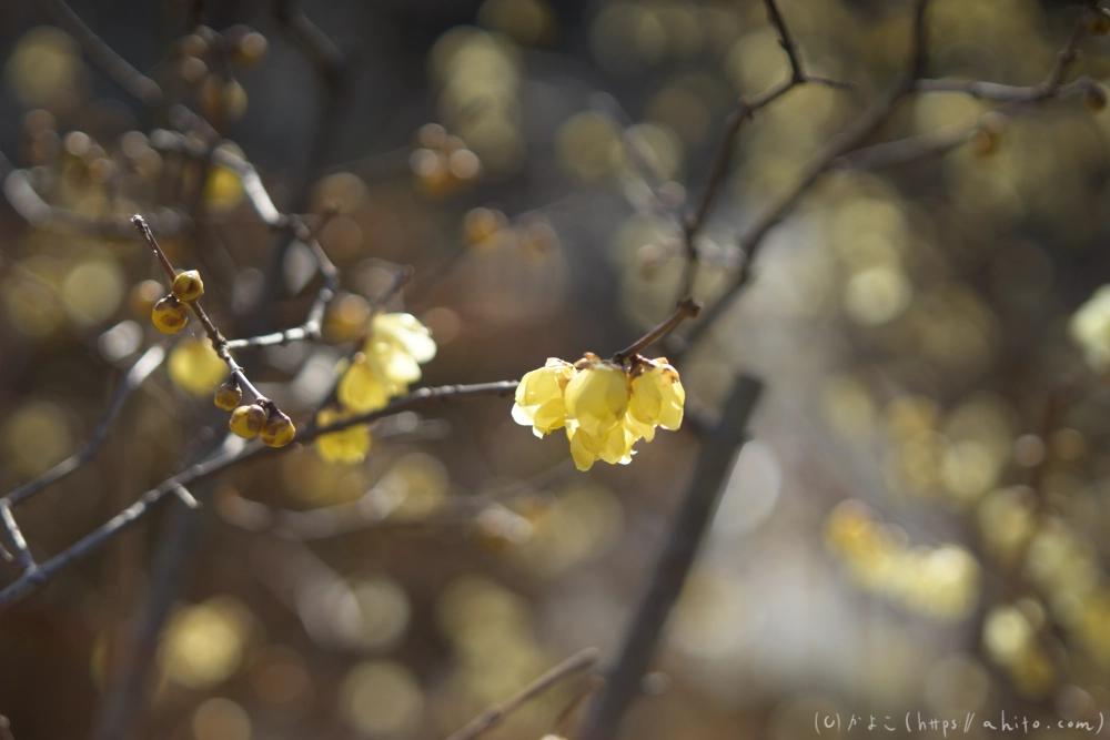 早咲の梅と蝋梅 - 19