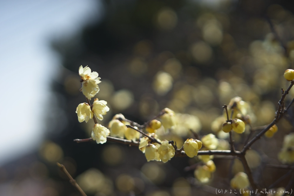 早咲の梅と蝋梅 - 22