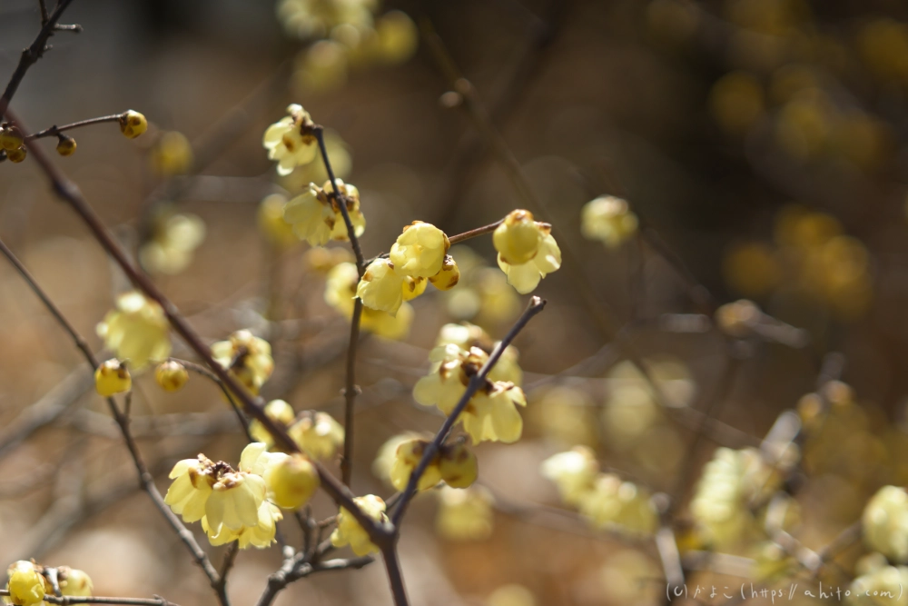 早咲の梅と蝋梅 - 30