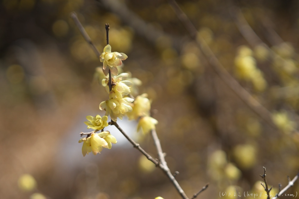 早咲の梅と蝋梅 - 33