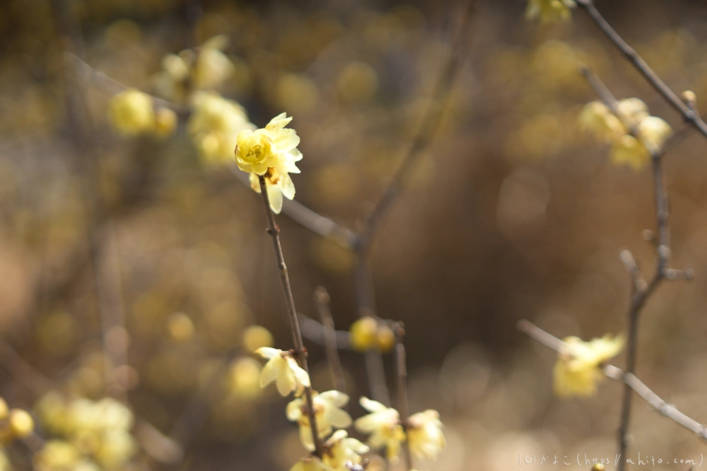早咲の梅と蝋梅 - 34