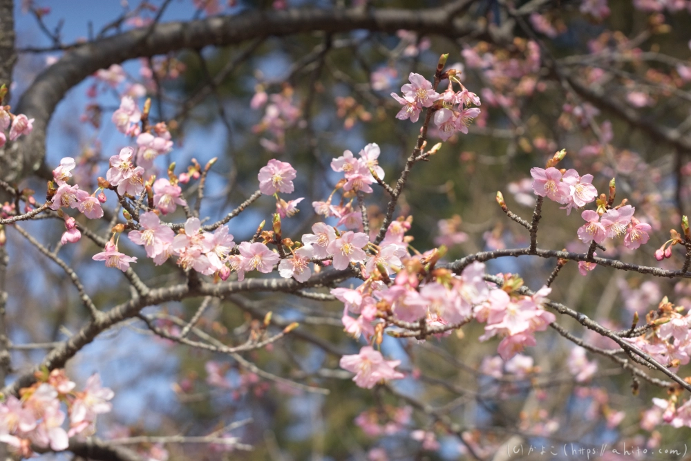 河津桜 - 05