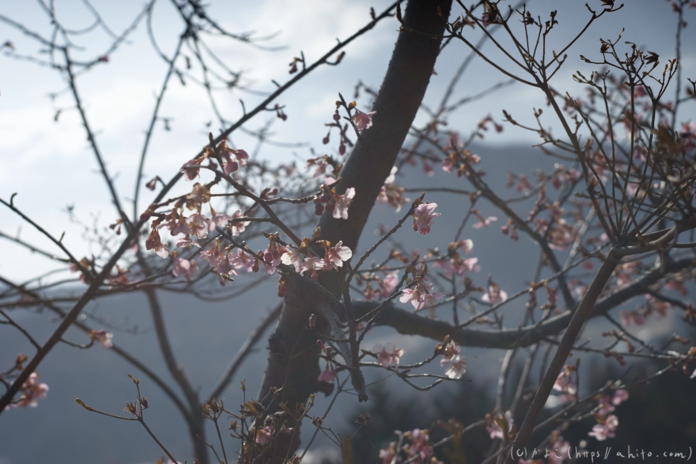 河津桜 - 08