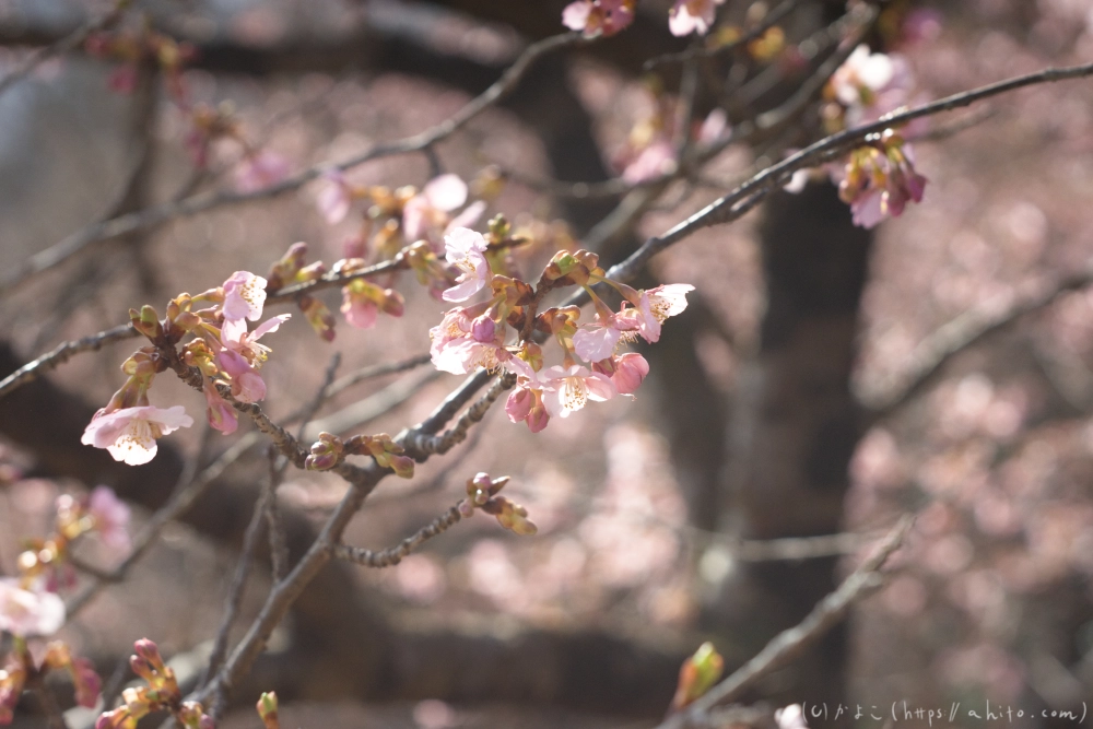河津桜 - 15