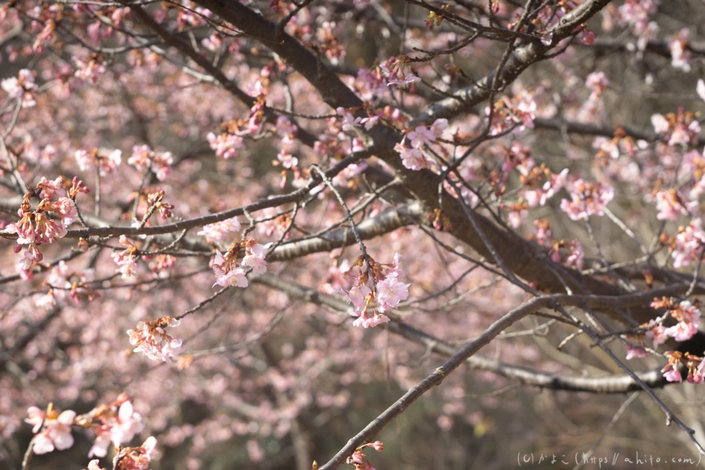 河津桜 - 18