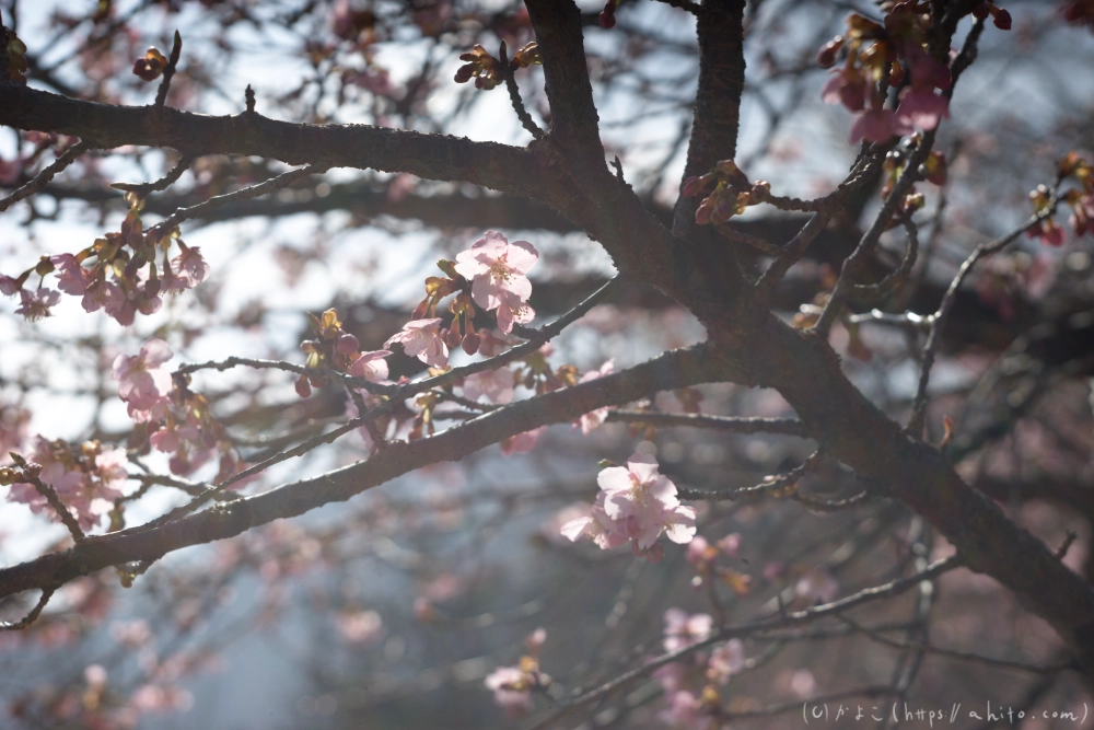 河津桜 - 20