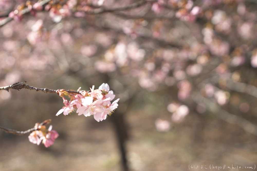 河津桜 - 22