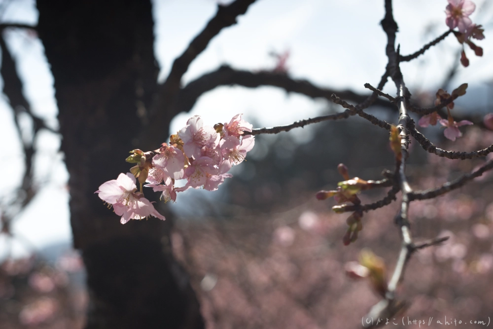 河津桜 - 23