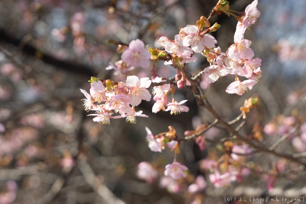 河津桜 - 28