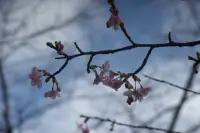 河津桜のイメージ画像