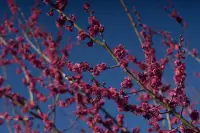 梅林のイメージ画像