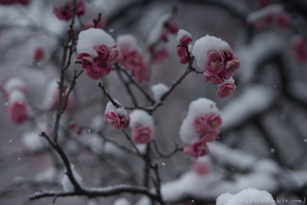 雪と梅 - 01