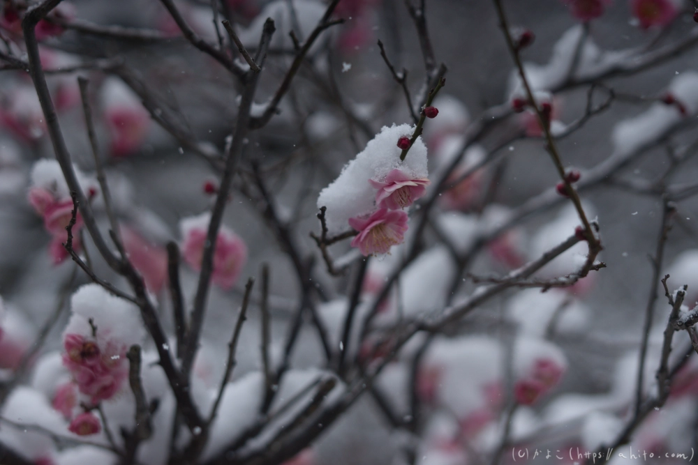 雪と梅 - 04