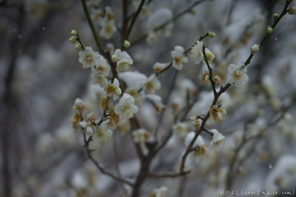 雪と梅 - 06