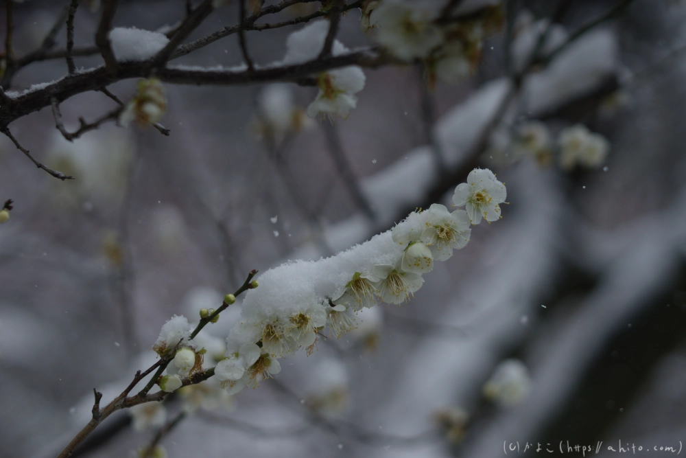雪と梅 - 08
