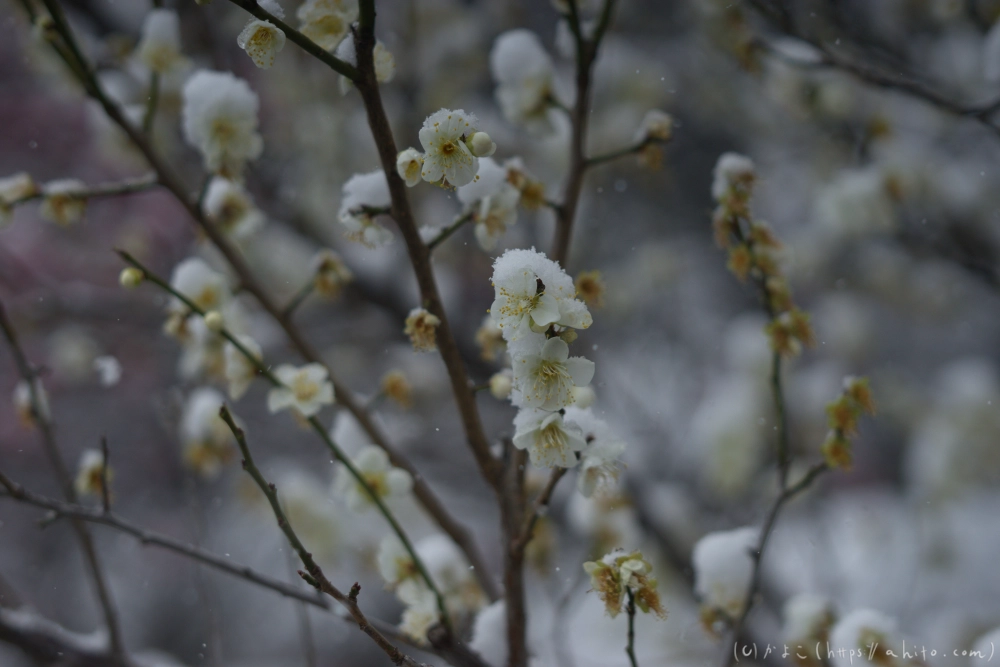 雪と梅 - 10