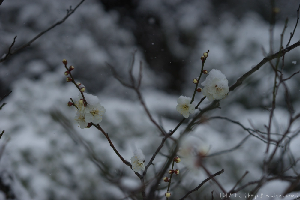 雪と梅 - 15