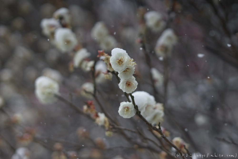 雪と梅 - 23