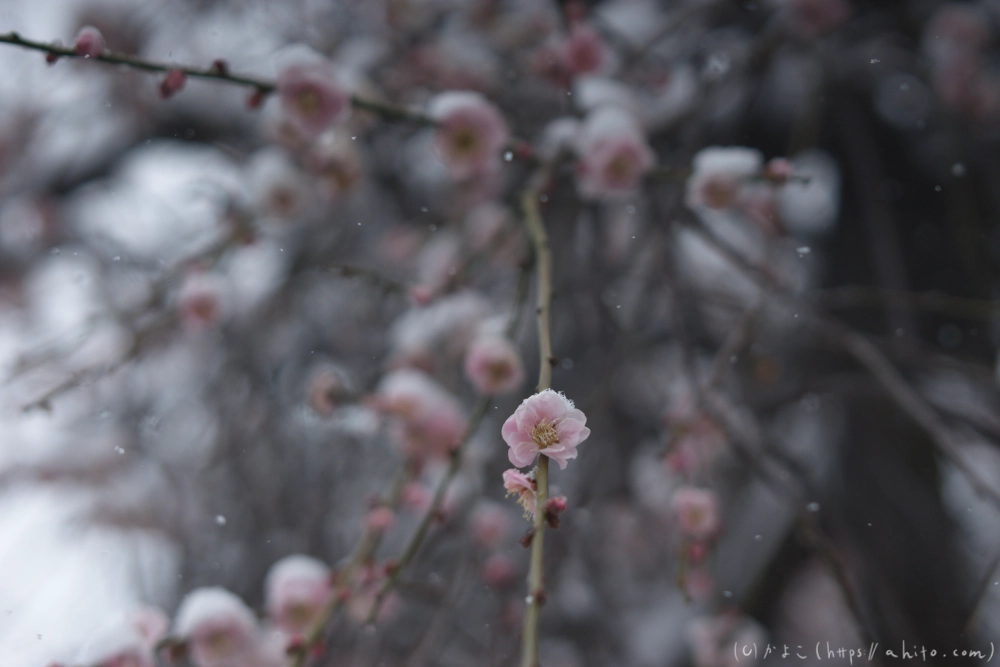 雪と梅 - 25