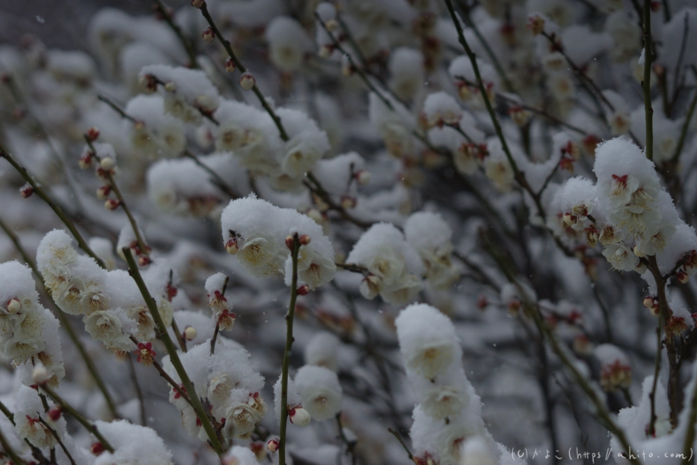 雪と梅 - 28