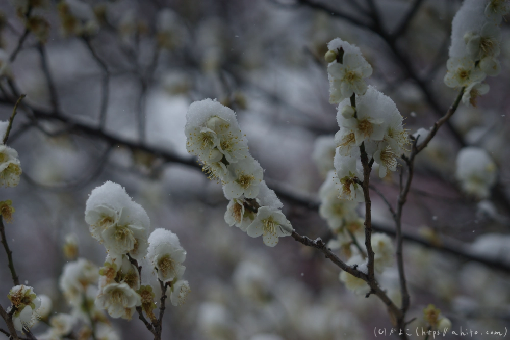 雪と梅 - 31