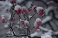 雪と梅のイメージ画像