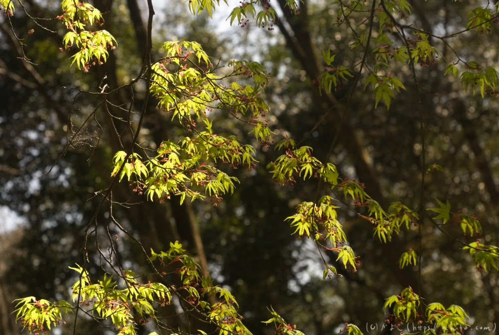 京都旅・下賀茂神社 - 01
