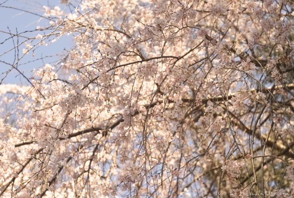 京都旅・下賀茂神社 - 02