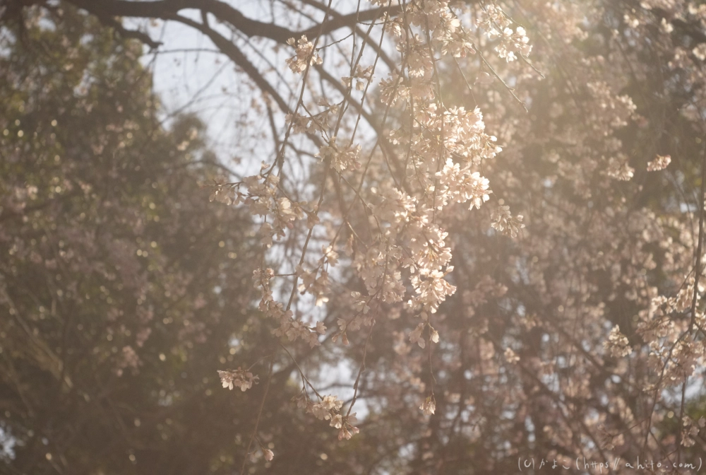 京都旅・下賀茂神社 - 03