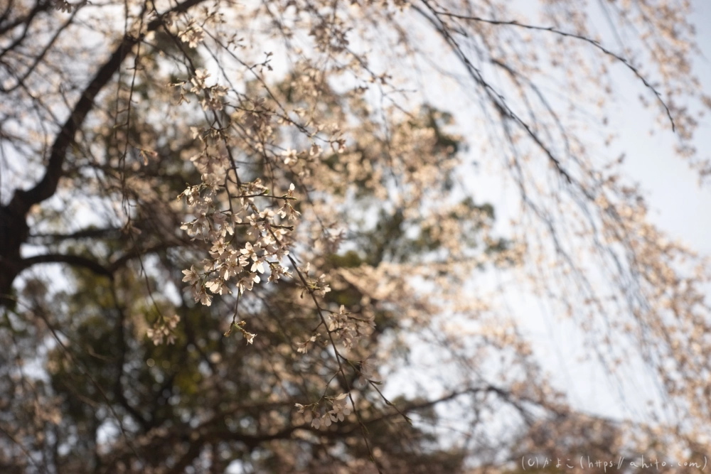 京都旅・下賀茂神社 - 04