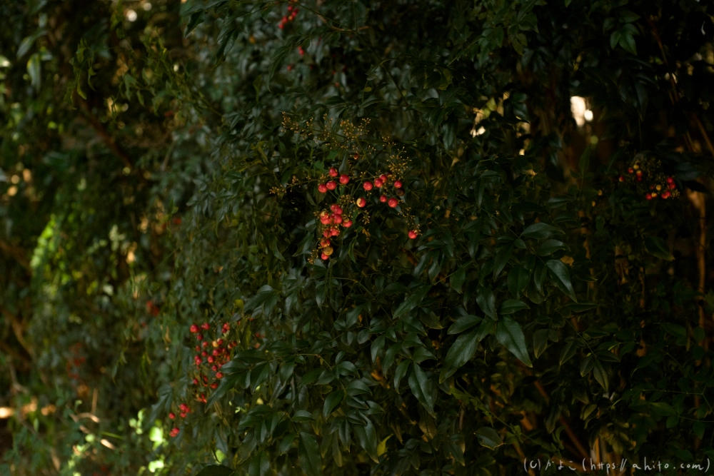 京都旅・下賀茂神社 - 06