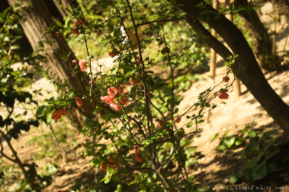 京都旅・下賀茂神社 - 07