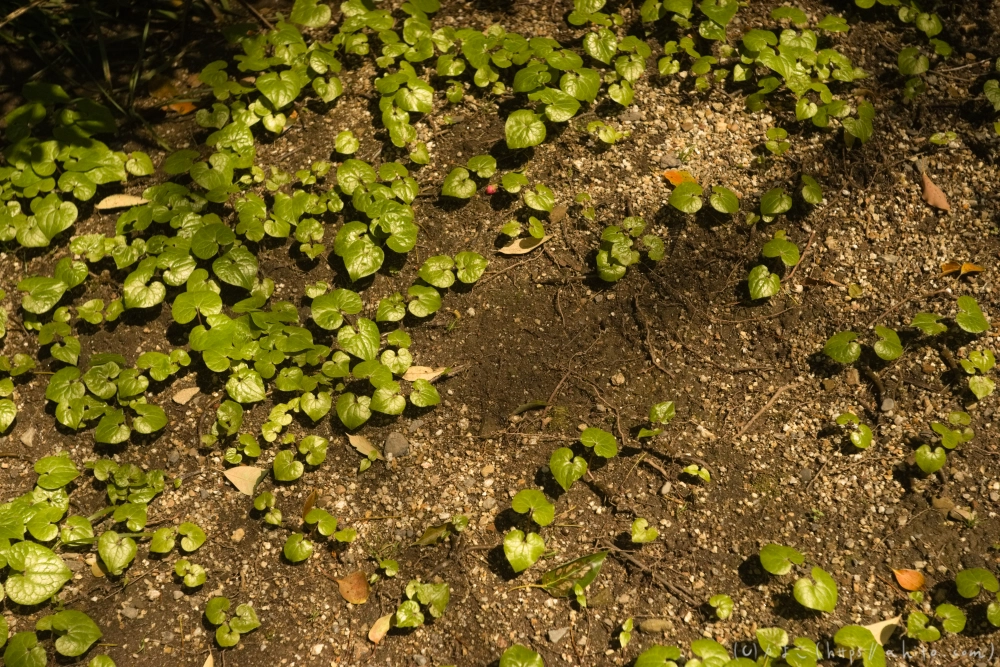 京都旅・下賀茂神社 - 08