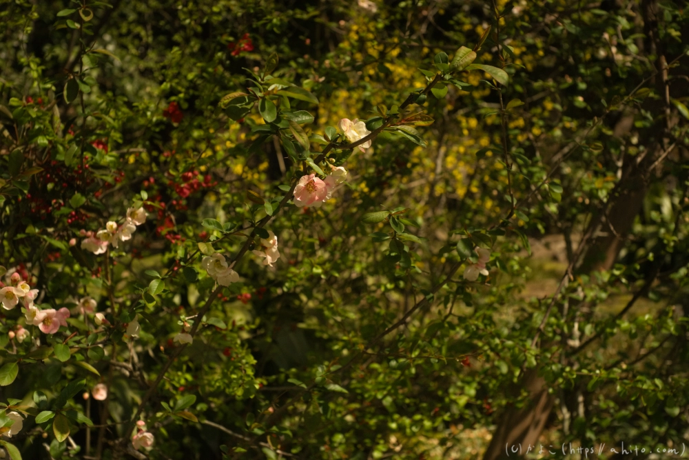 京都旅・下賀茂神社 - 09
