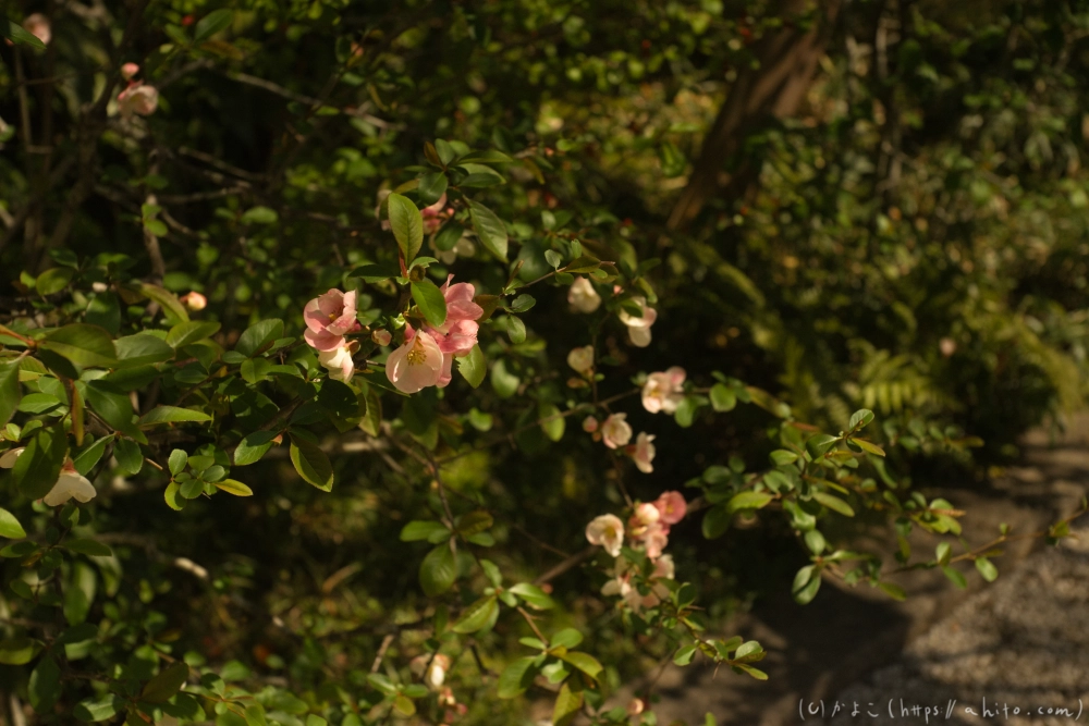 京都旅・下賀茂神社 - 10