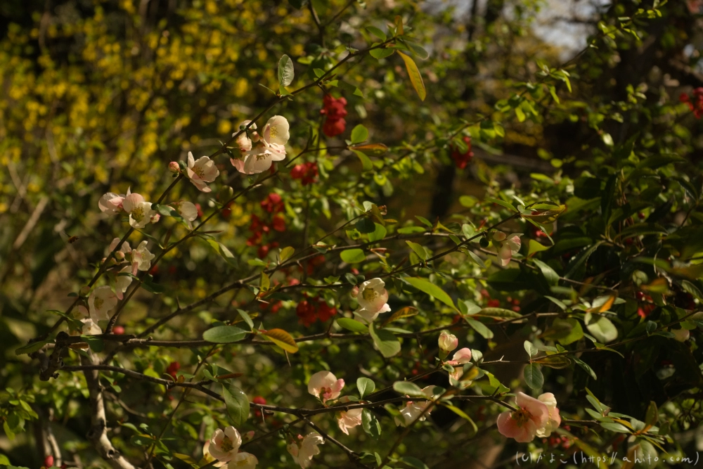 京都旅・下賀茂神社 - 11