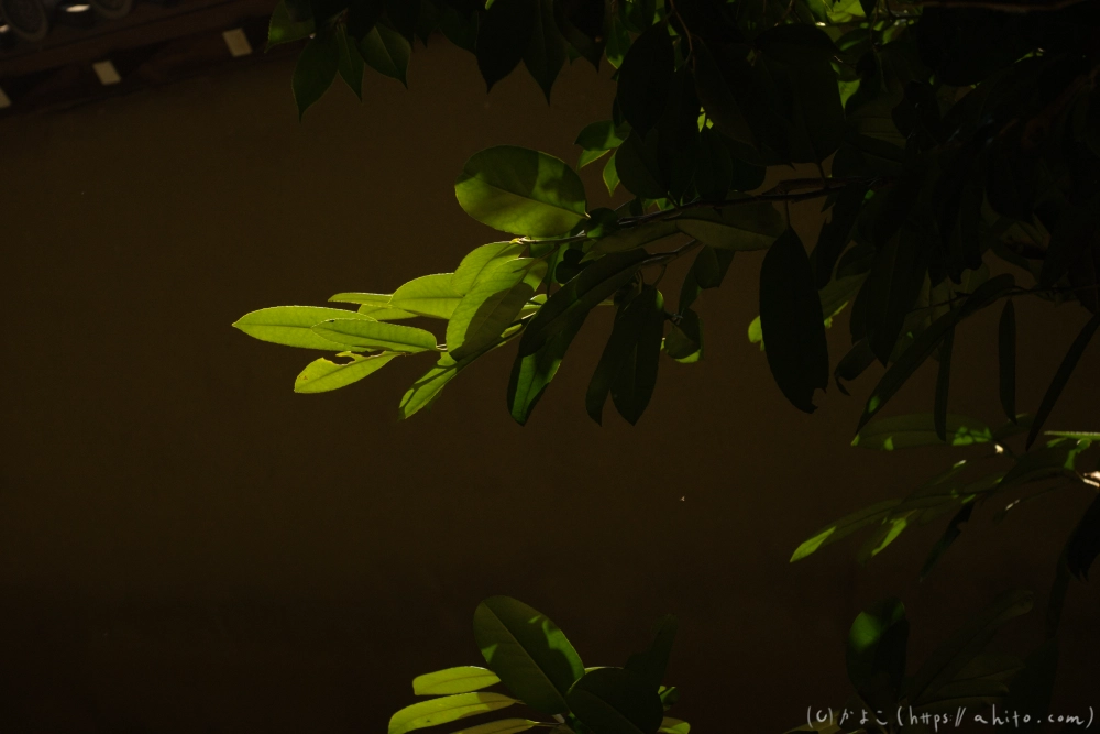 京都旅・下賀茂神社 - 12