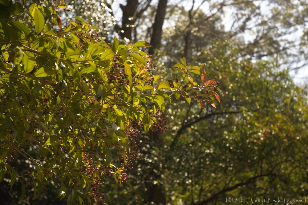 京都旅・下賀茂神社 - 13