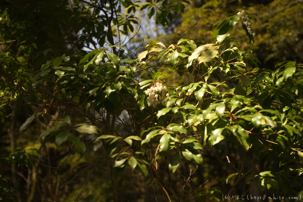 京都旅・下賀茂神社 - 14