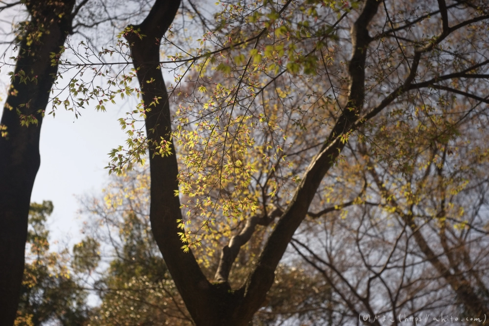京都旅・下賀茂神社 - 15