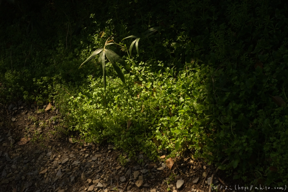 京都旅・下賀茂神社 - 16