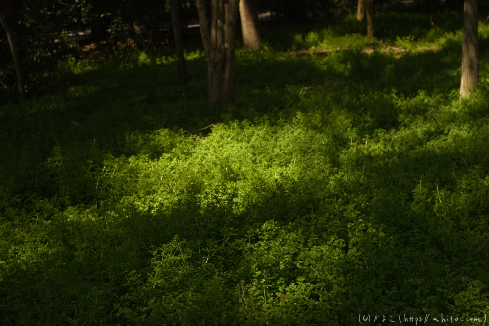京都旅・下賀茂神社 - 17